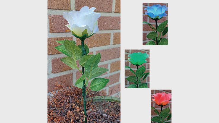 Multi Light Rose